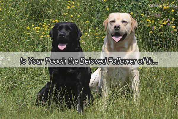 Is Your Pooch the Beloved Follower of the Land Deity Unveiling the Mystique of Dogs and the Divine